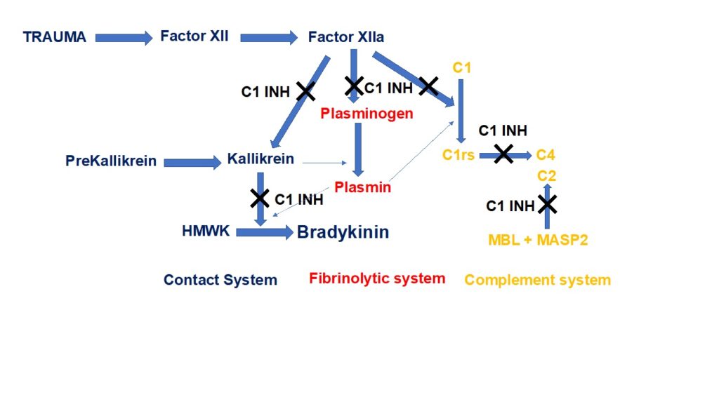 Fig.1 C1-inibitore, sistema di contatto e bradichinina